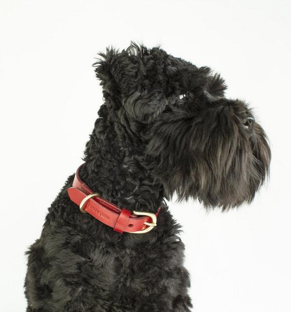 Designer leather dog collar 